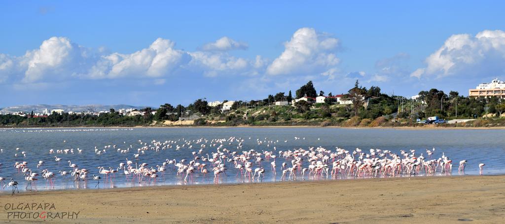 Pelides Apartments Larnaca Quarto foto