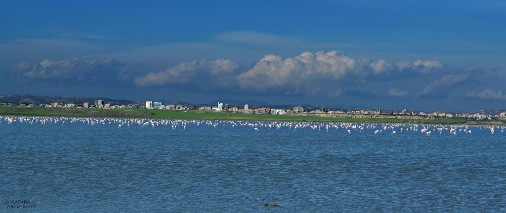 Pelides Apartments Larnaca Quarto foto